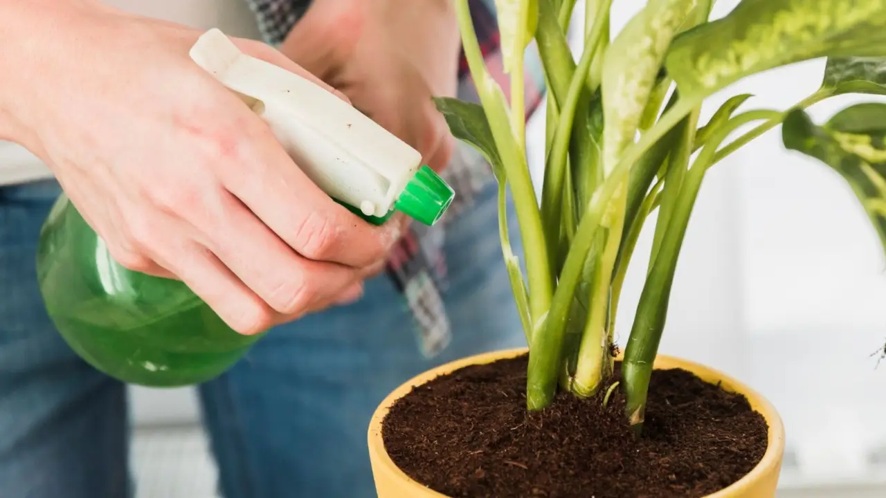 Come evitare parassiti con spray casalingo? Migliore delle pompe