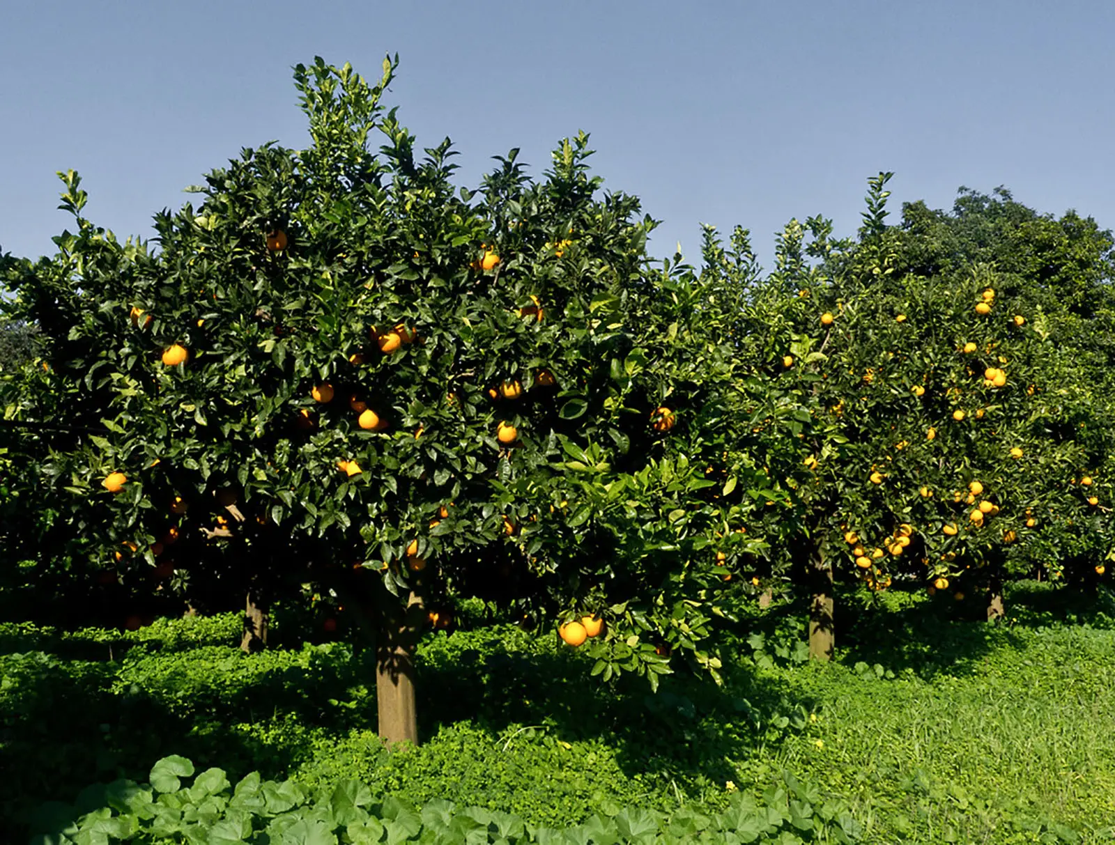 Qual è il miglior concime per il frutteto? Ecco i consigli degli esperti