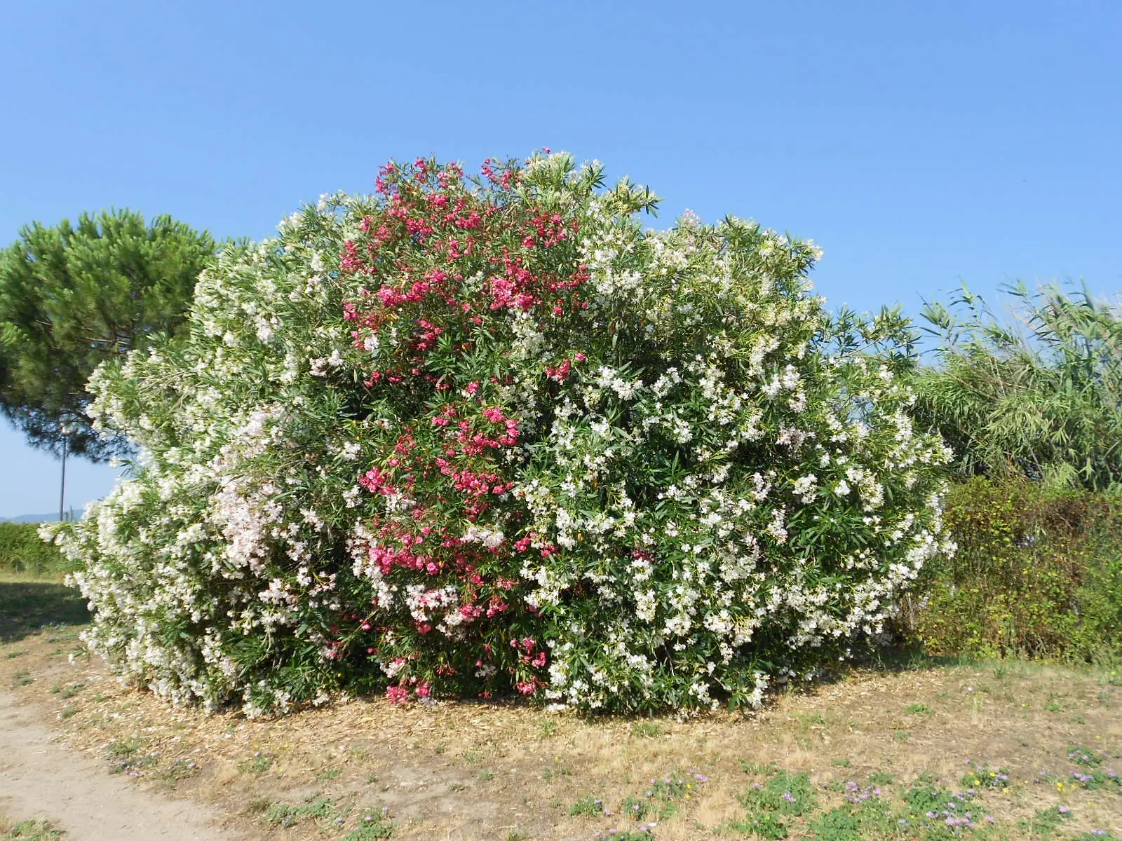 Attenzione a questo cespuglio nel tuo giardino: porta un messaggio sorprendente e nascosto