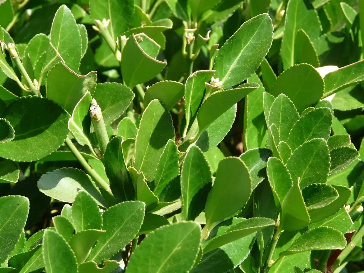 Come curare l’euonymus: il trucco per avere una pianta sempre verde e rigogliosa