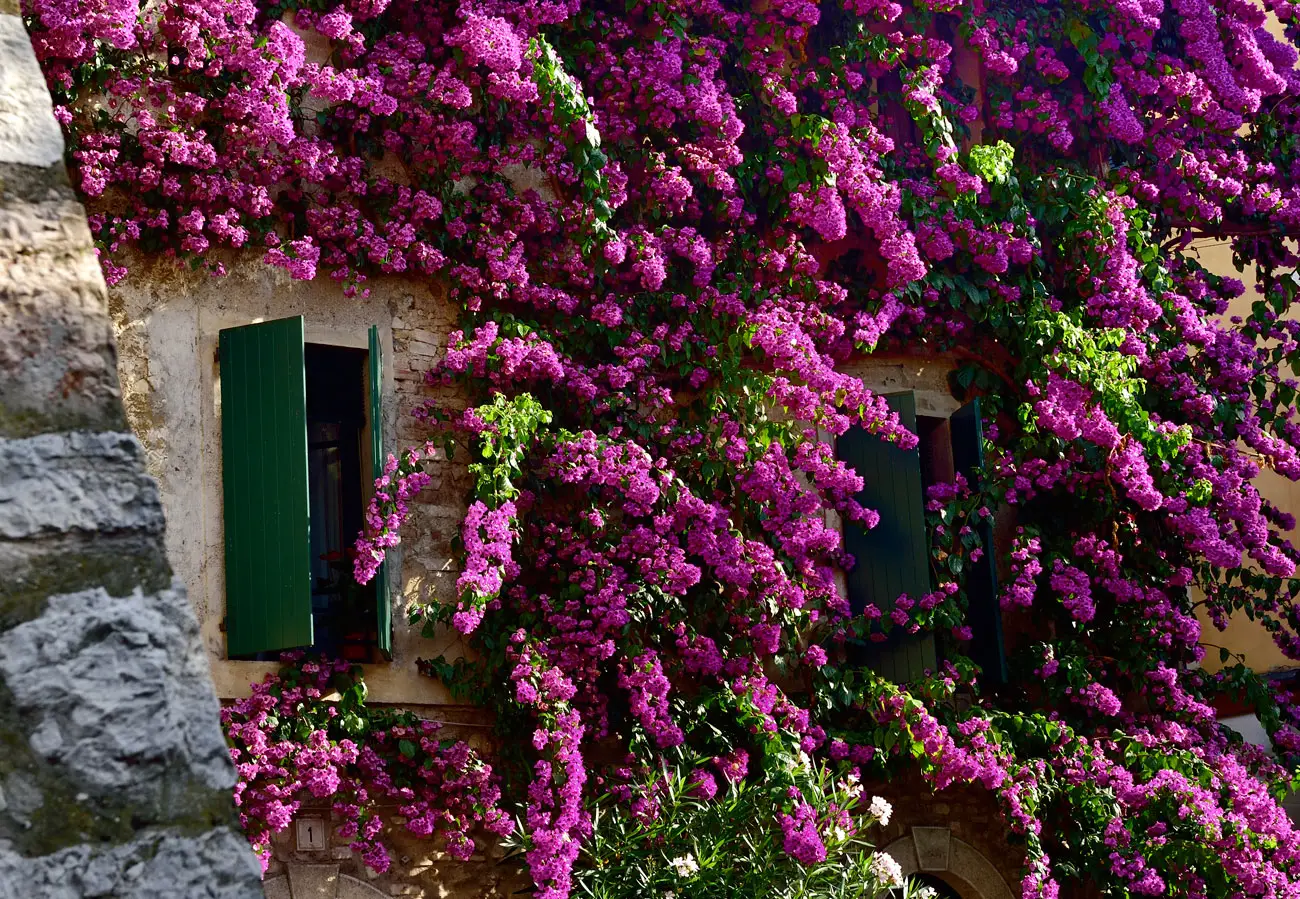 L’incredibile rampicante dai fiori viola che trasforma il tuo giardino in un angolo esotico