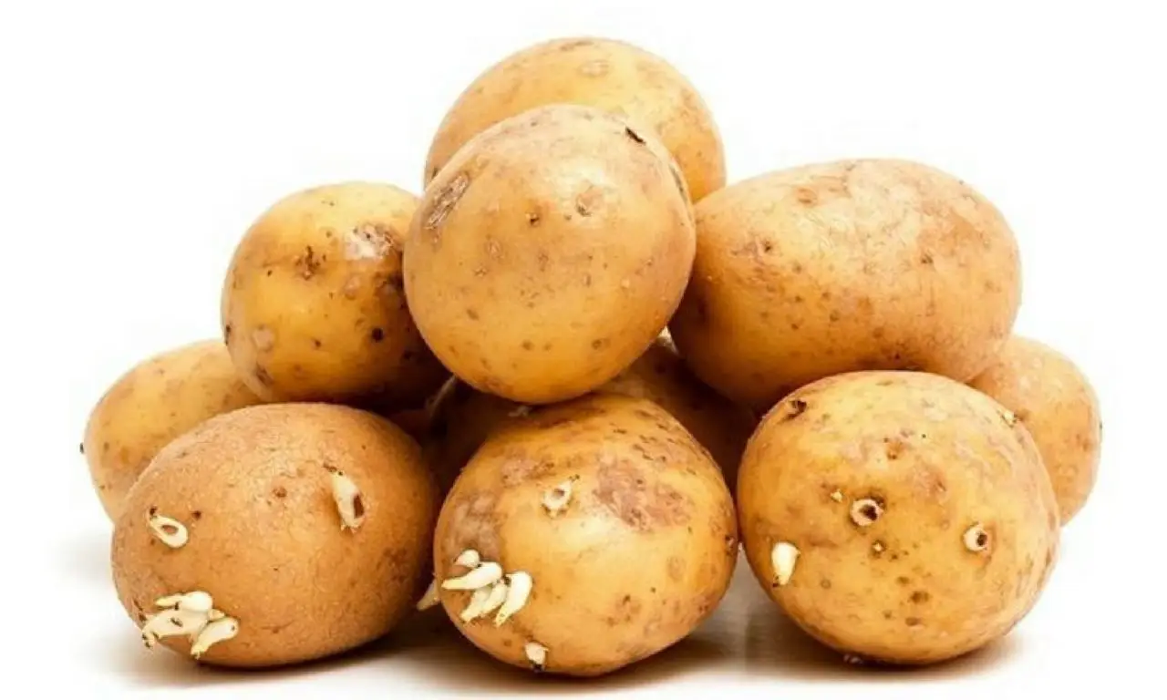 Come si fa a coltivare le patate in un sacco sul balcone? Il metodo salvaspazio