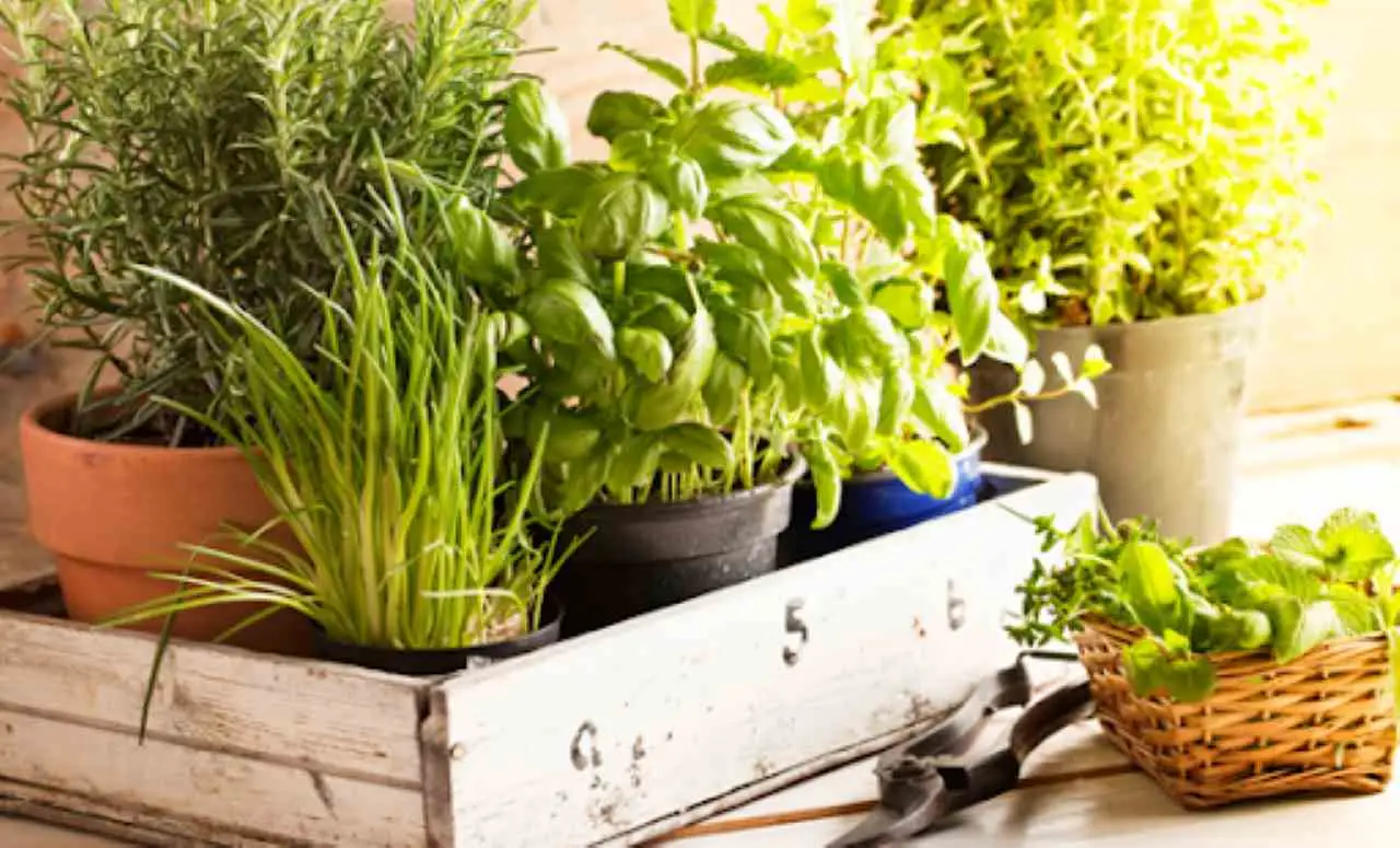 Come si fa a creare un’aiuola di erbe aromatiche? Le piante da mettere vicine