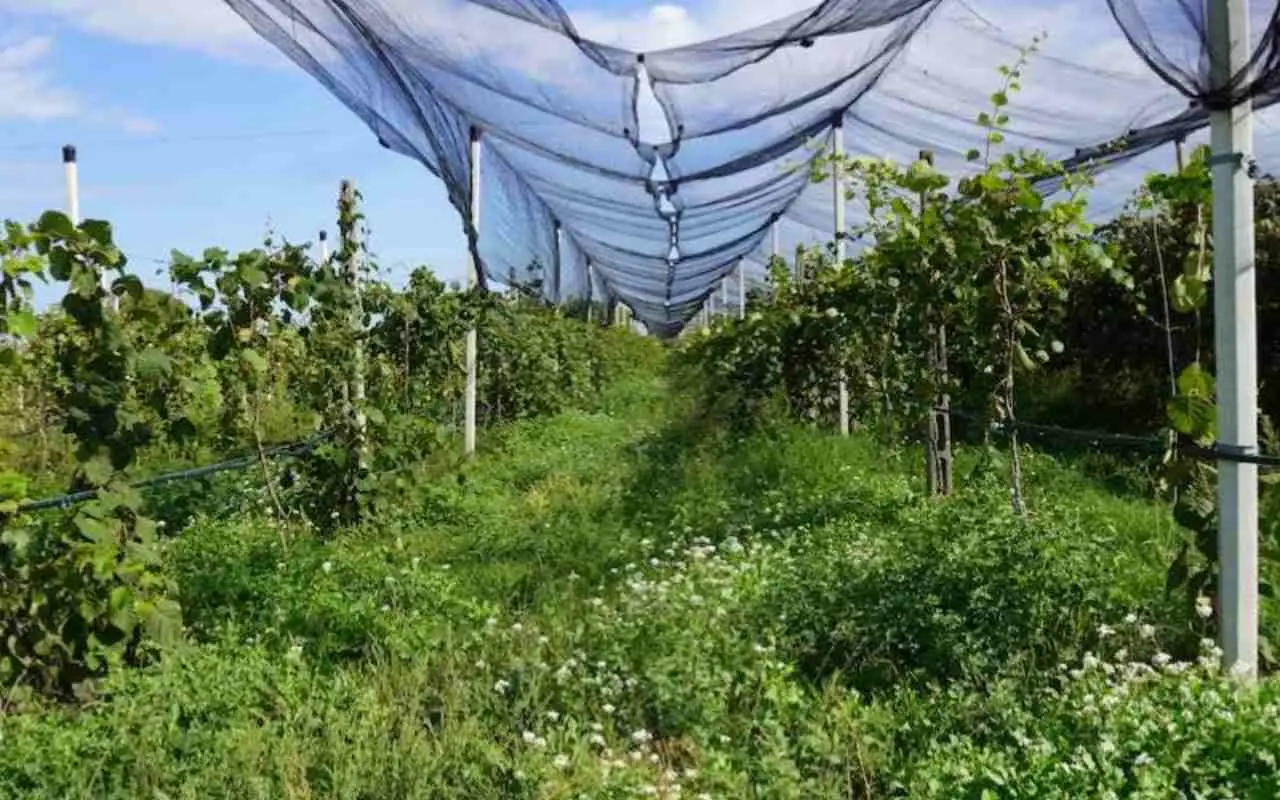 Il trucco semplice per proteggere l’orto dal sole cocente: ecco come creare ombra subito