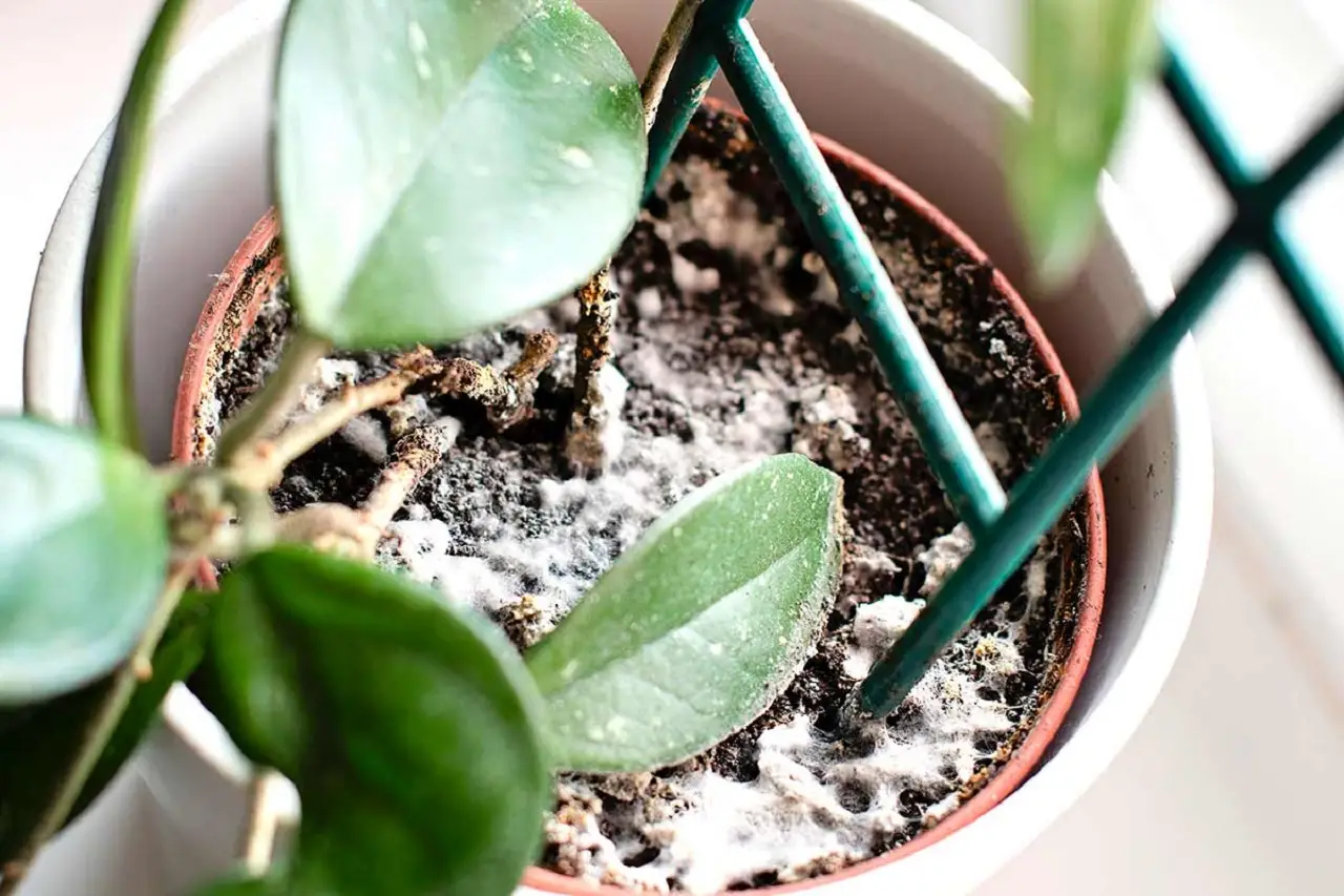 Mettere il bicarbonato sulle orchidee: ecco cosa succede davvero alle radici